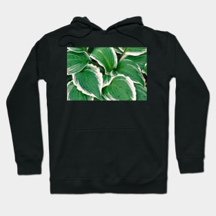 Hosta Leaves In The Rain 2 Hoodie